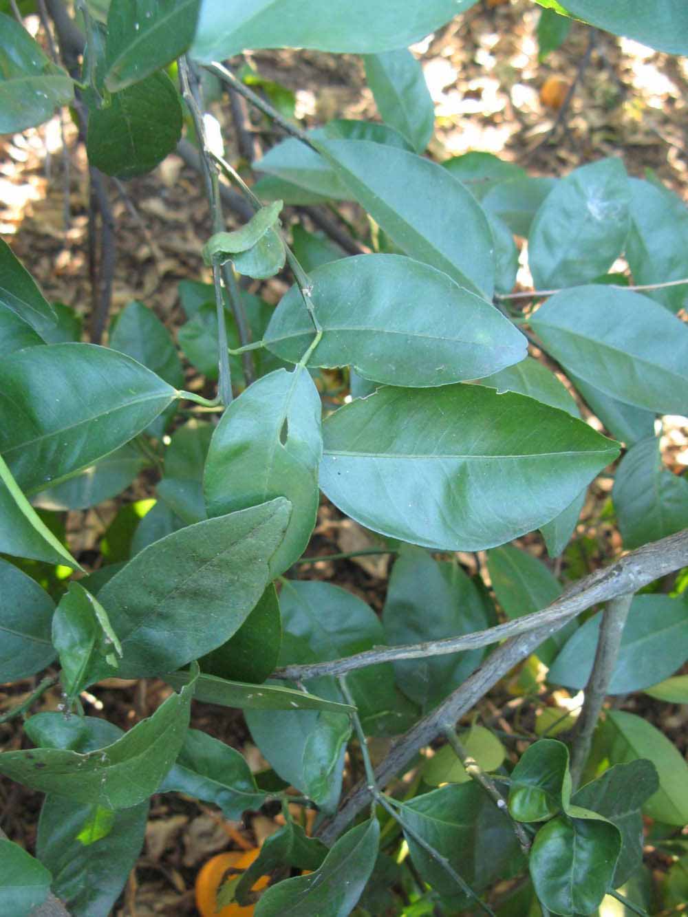            Shade leaves (Winter Haven, FL)   